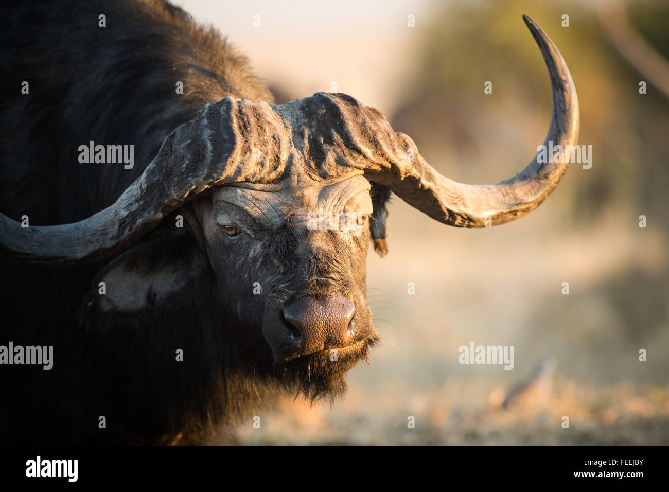 Buffalo in the bushveld Stock Photo