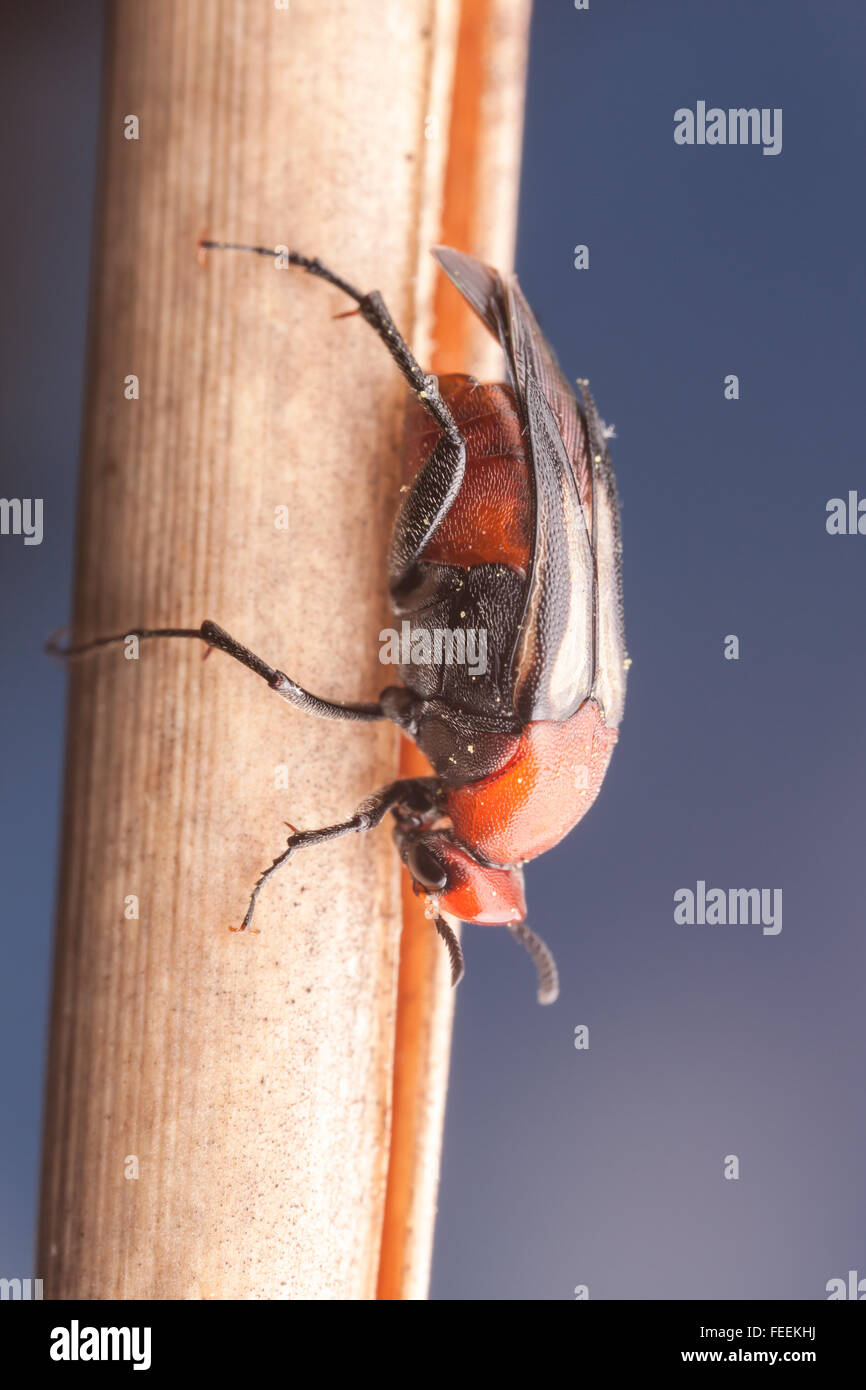A female Wedge-shaped Beetle (Macrosiagon sai) clings to vegetation. Stock Photo