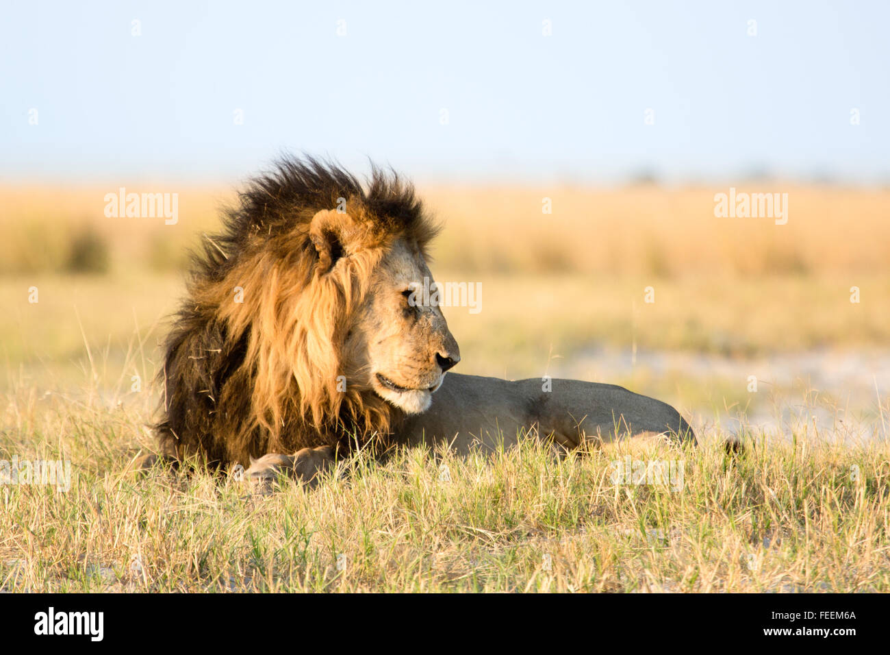Male African Lion Stock Photo