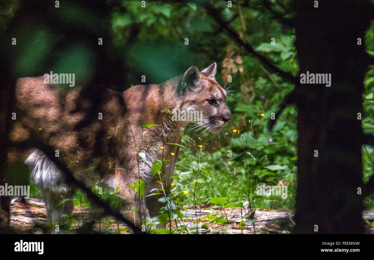 A captive Mountain Lion (Puma concolor) paces in its outdoor enclosure. Stock Photo
