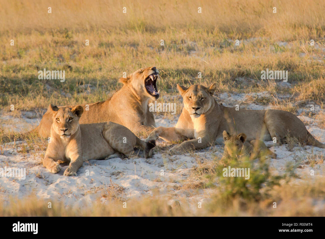 lions laying on open bushveld Stock Photo - Alamy