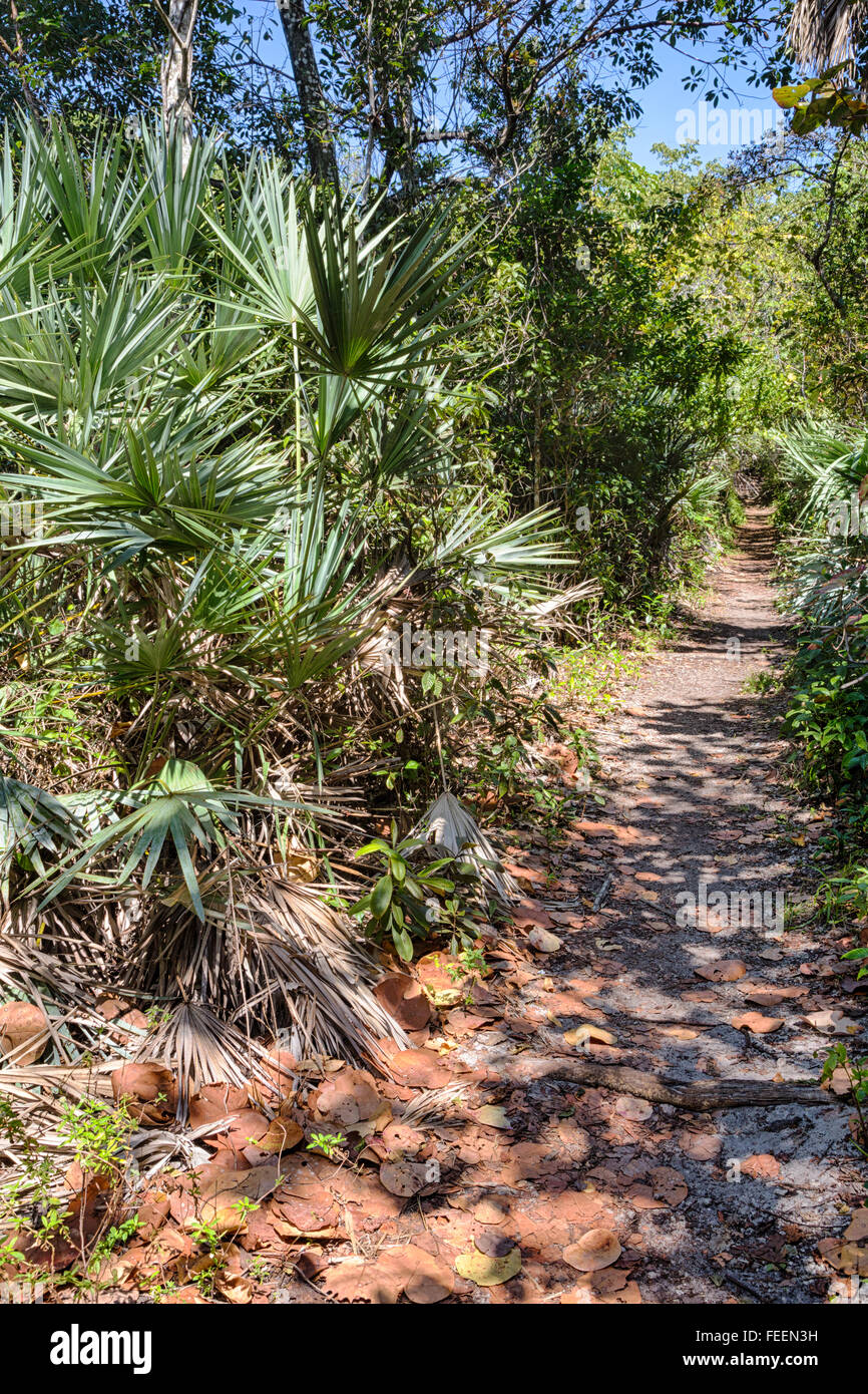 Park hardwood hammock trail hires stock photography and images Alamy