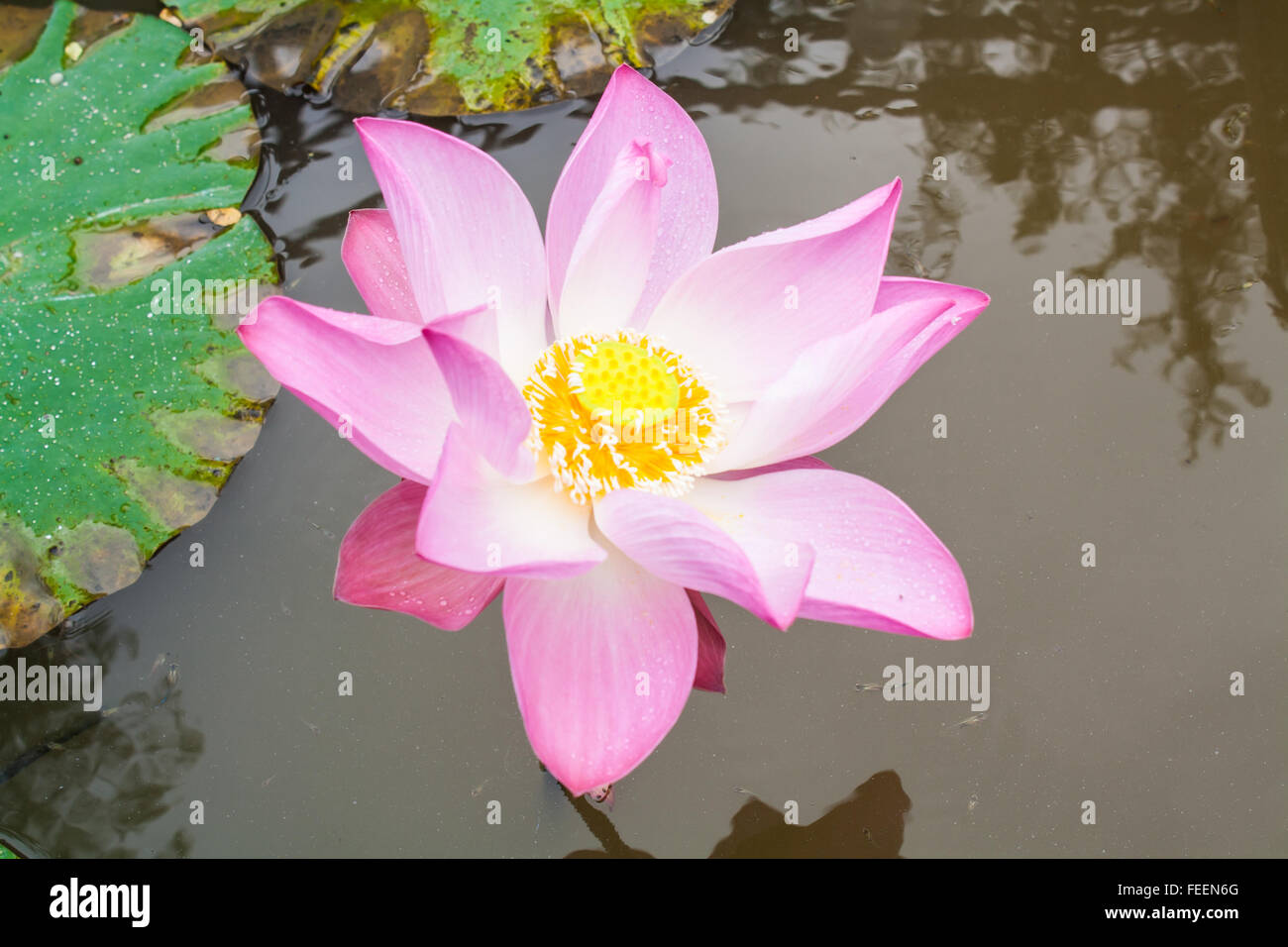 Beautiful Pink Lotus Flower (Nelumbo sp.) in a Pond Stock Photo