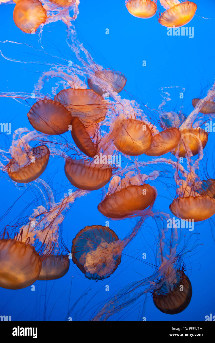 A cluster of aquarium jellyfish Stock Photo Alamy