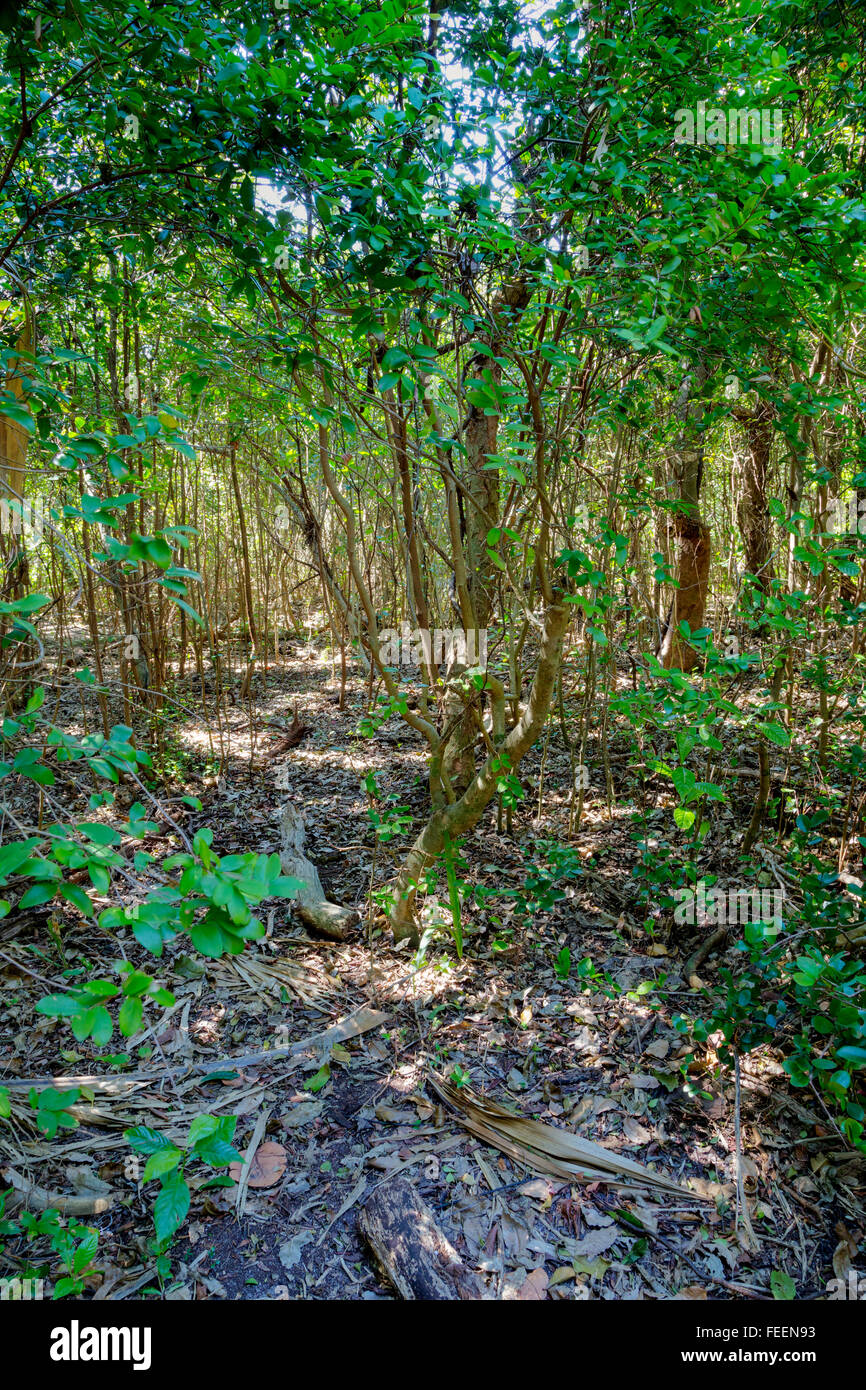 Ft. Lauderdale, Florida.  Vegetation on Tropical Hardwood Hammock, one of Florida's most endangered plant communities. Stock Photo