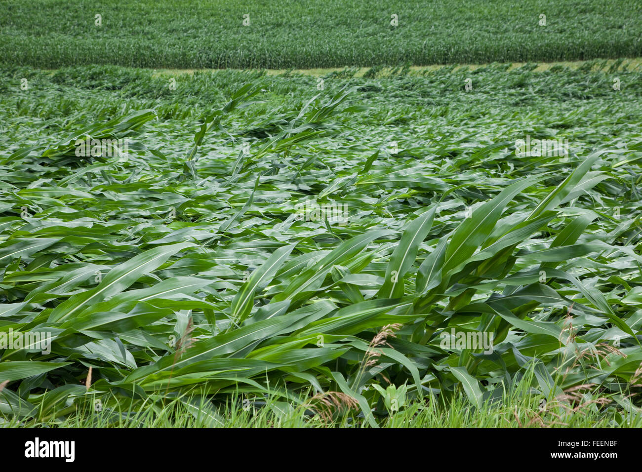 Crop damage. Corn fields showing extensive wind damage. Eastern Iowa
