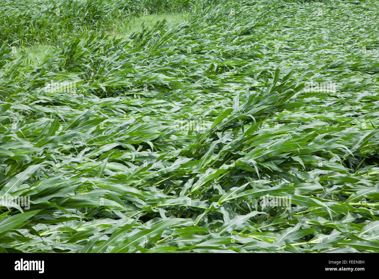 Flattened corn hires stock photography and images Alamy