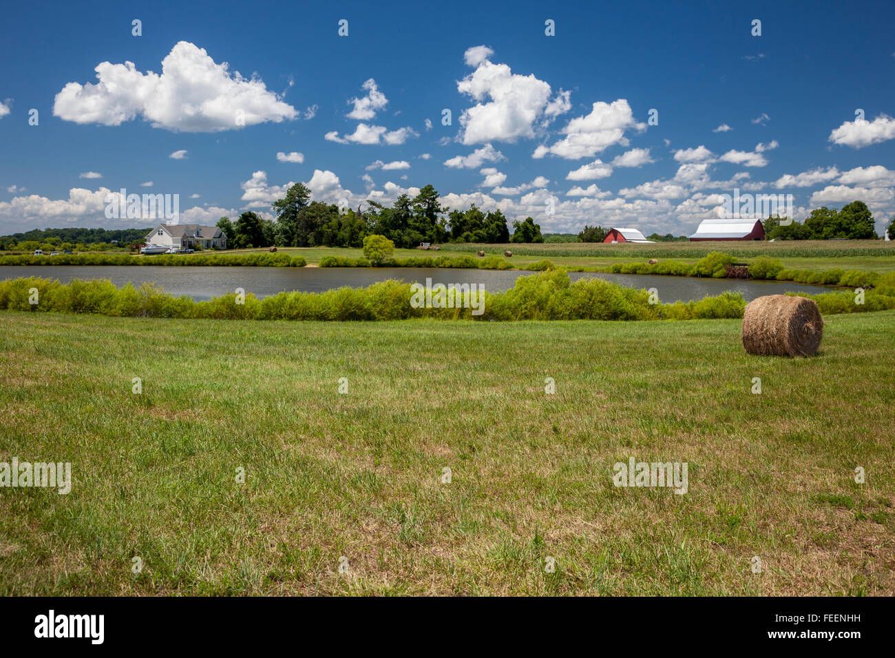 Leonardtown, Maryland, USA.  Farm, with Hay Bale in Pasture, Pond, Barns, Cornfield in Distance. Stock Photo