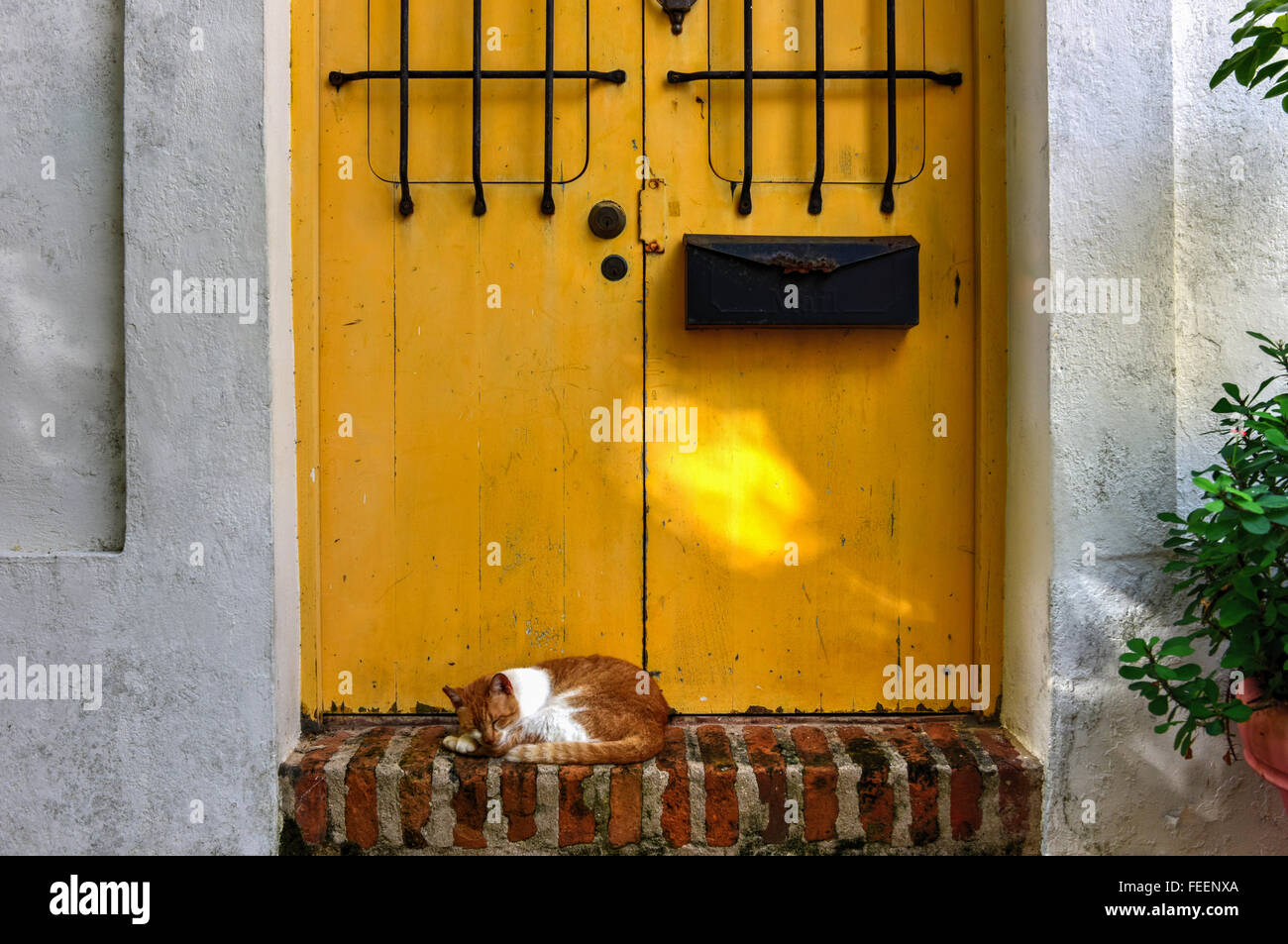 Cat on the streets of Old San Juan, Puerto Rico Stock Photo Alamy