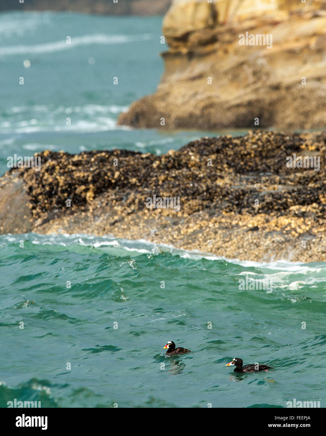 A pair of Surf Scoters (Melanitta perspicillata) riding the waves along the cliffs of Cape Kiwanda, Oregon. Stock Photo