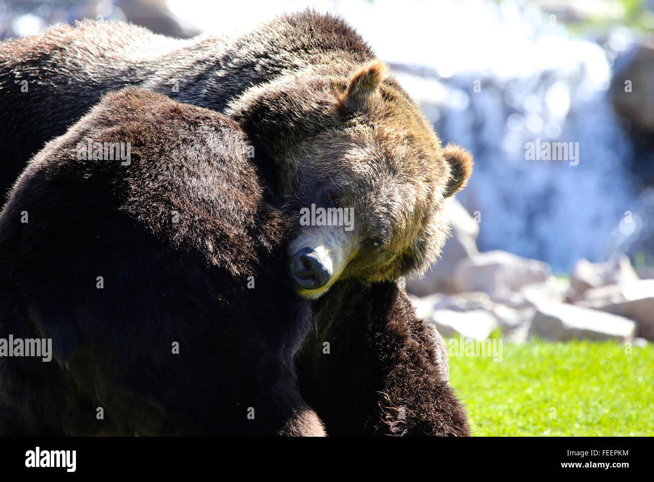 Two grizzly bears playing in field Stock Photo