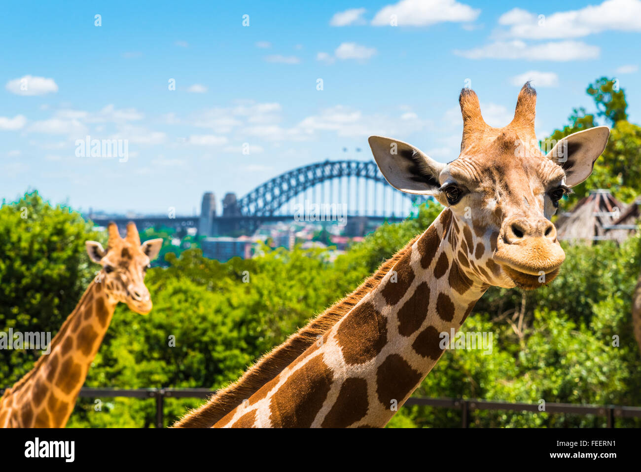 Sydney zoo hi-res stock photography and images - Alamy