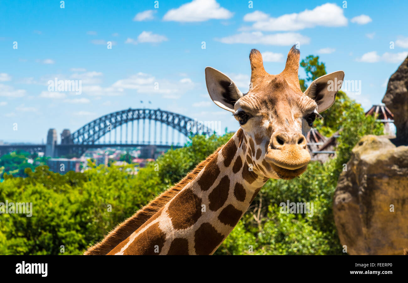 Sydney zoo cable car hi-res stock photography and images - Alamy