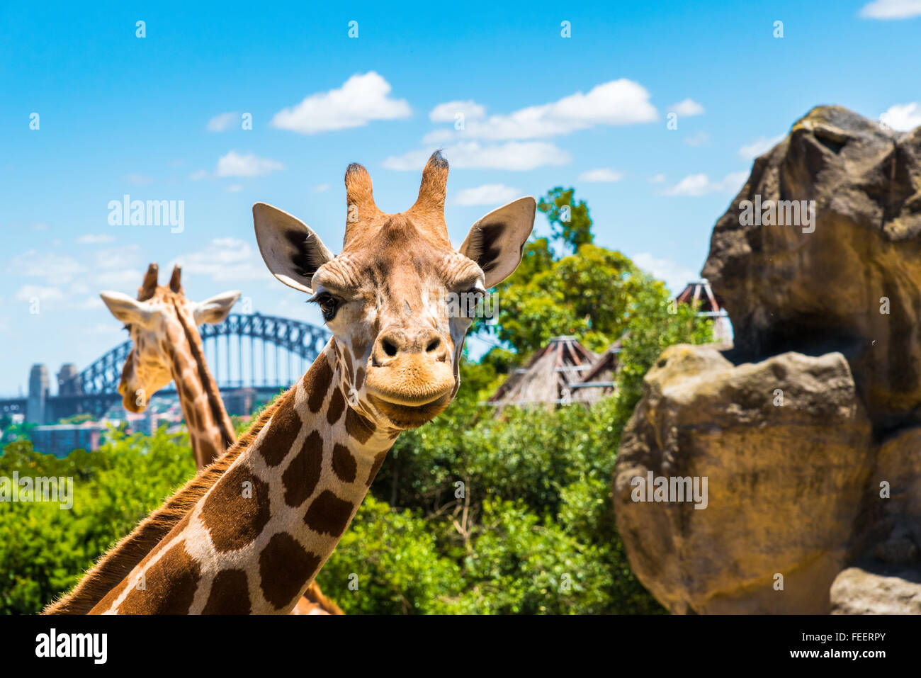 Sydney zoo hi-res stock photography and images - Alamy