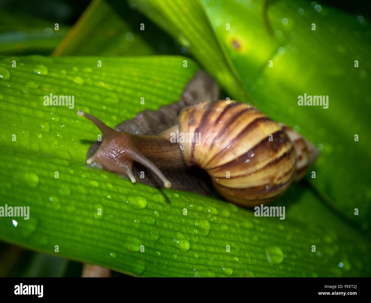 Snail on leaf green of nature Stock Photo