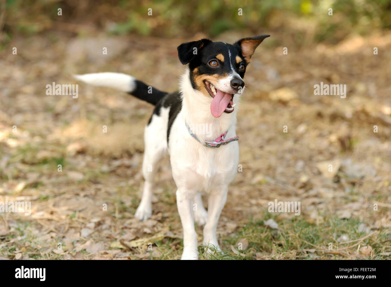 Silly dog is a cute happy little puppy dog outdoors looking funny and silly with googly eyes and his tongue hanging out. Stock Photo