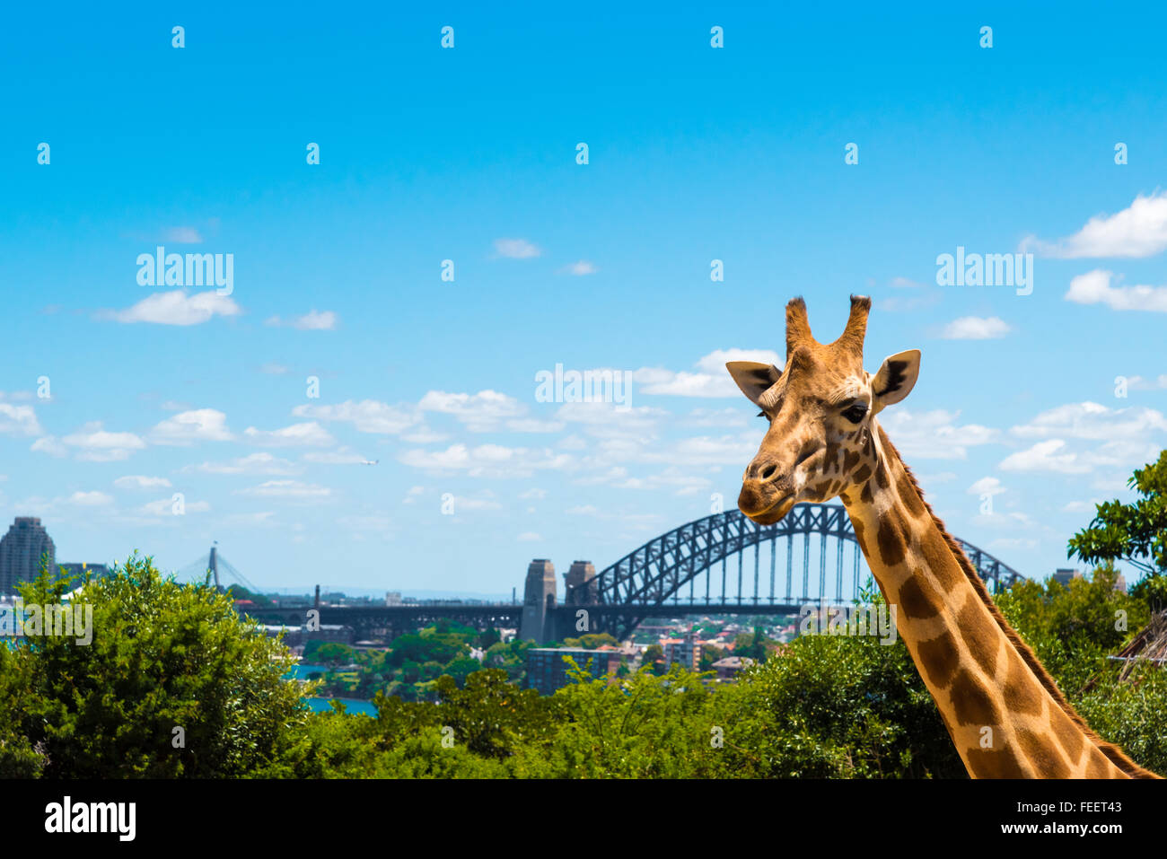Sydney zoo hi-res stock photography and images - Alamy
