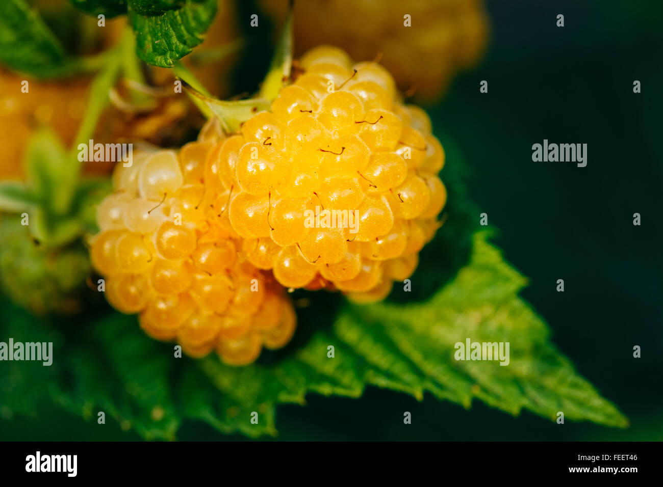 Yellow Raspberries. Growing Organic Berries Closeup. Ripe Raspberry In