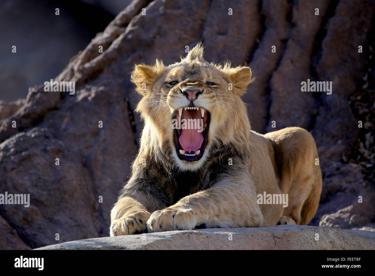 Young African Lion growling Stock Photo