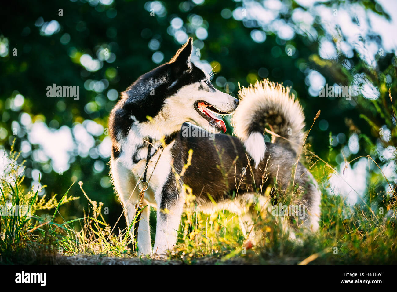 Side view of Husky Eskimo Dog with opened mouth and tongue looking back standing on green grass. Boke bokeh background. Stock Photo