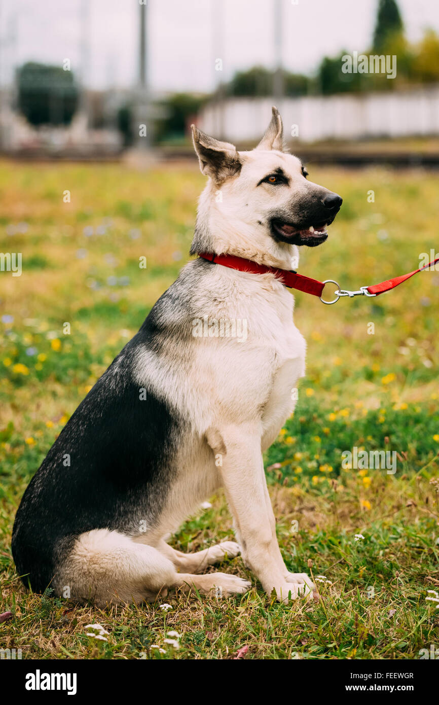 East European Shepherd (VEO) (Byelorussian Shepherd) - is breed of dog that was developed to create a larger cold-resistant bree Stock Photo