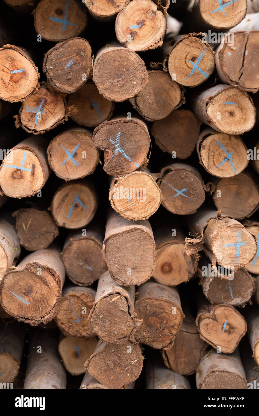 Eucalyptus tree, Pile of wood logs ready for construction Stock Photo