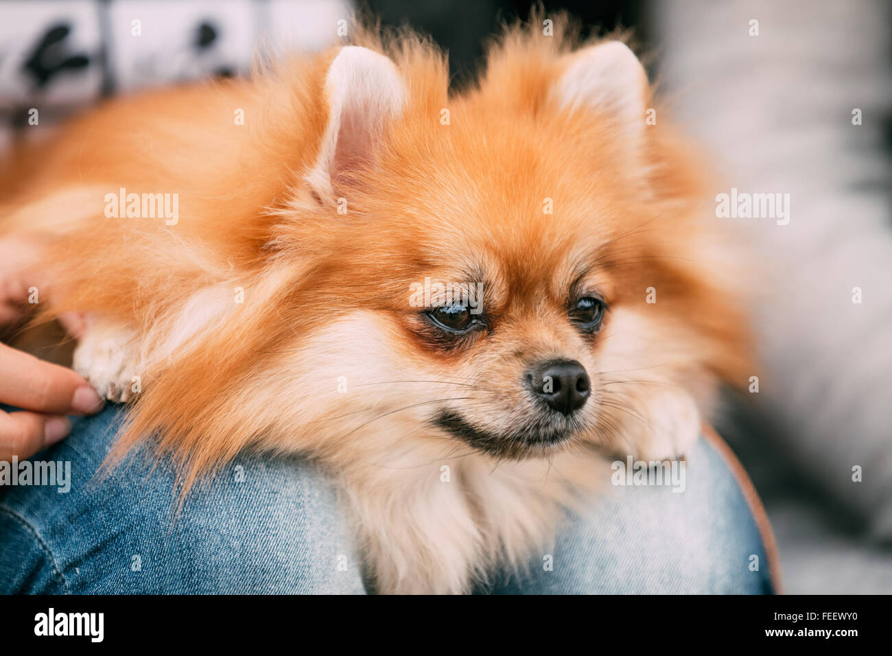 Close up portrait of Red Miniature Pomeranian Spitz  Small Dog Sits In Hands Of Mistress. Stock Photo