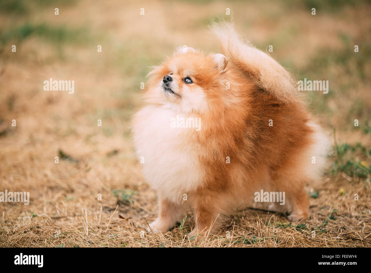 Miniature red Pomeranian Spitz, little dog looking up. Portrait. Stock Photo