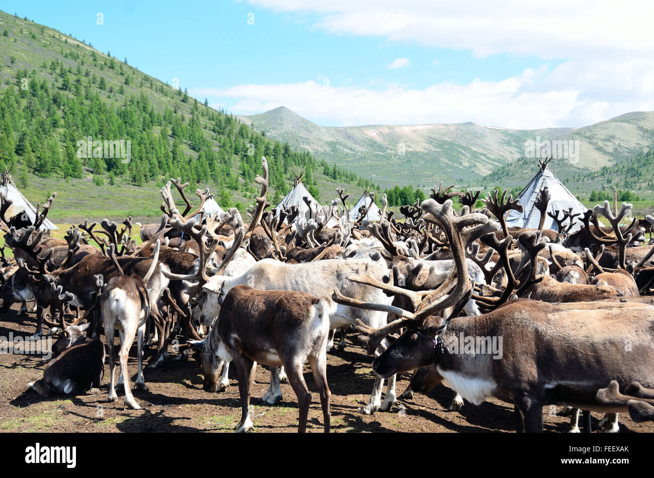 Reindeer Riders Mongolian tribe hi-res stock photography and images - Alamy