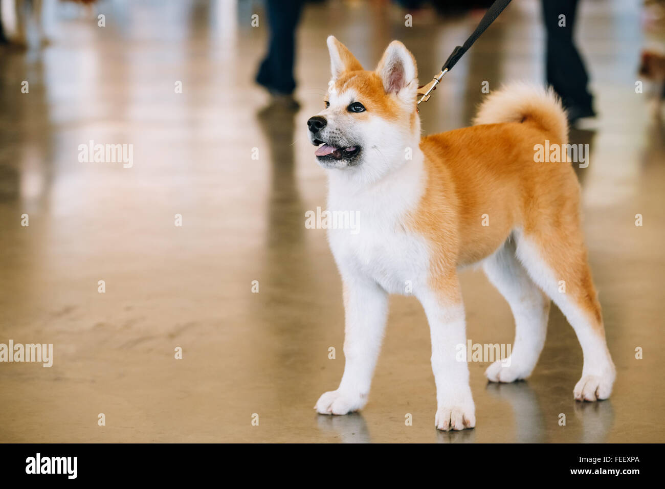 Young White And Red Akita Inu Dog Japanese Akita Puppy Stock Photo Alamy