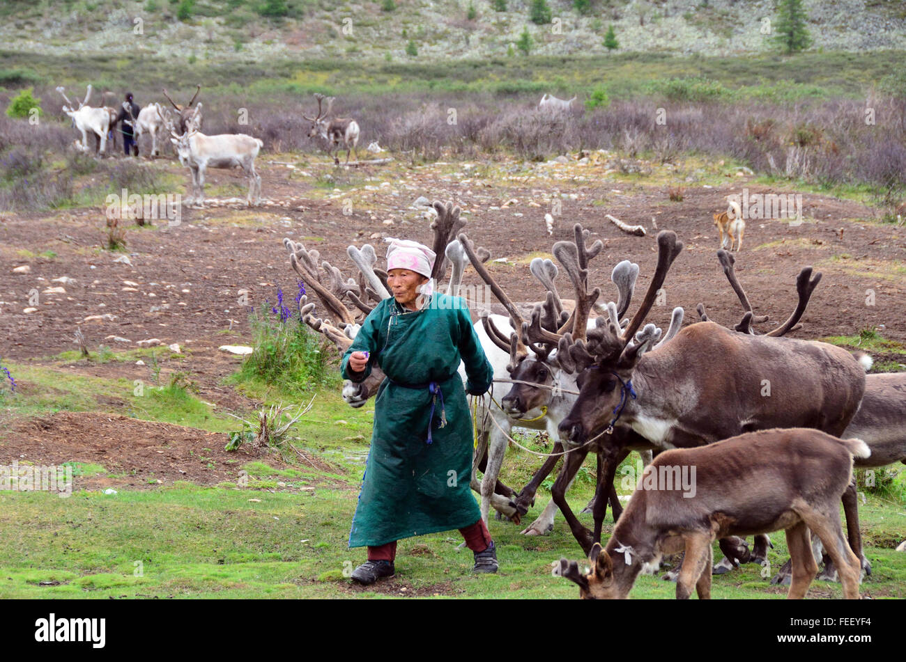 Duhkha (same as Tsaatan) woman with her reindeers Stock Photo