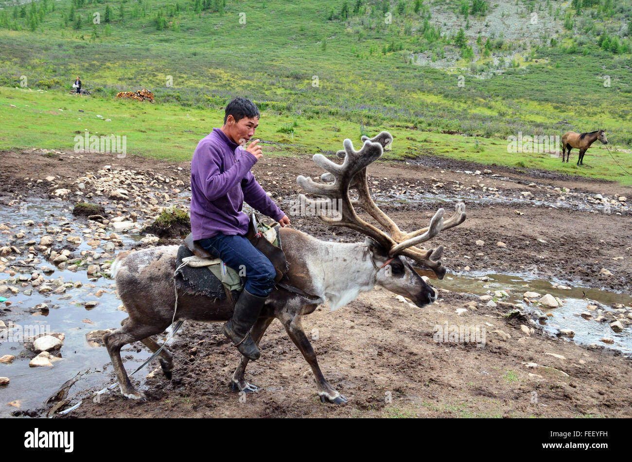 Duhkha (same as Tsaatan) man riding his reindeer Stock Photo