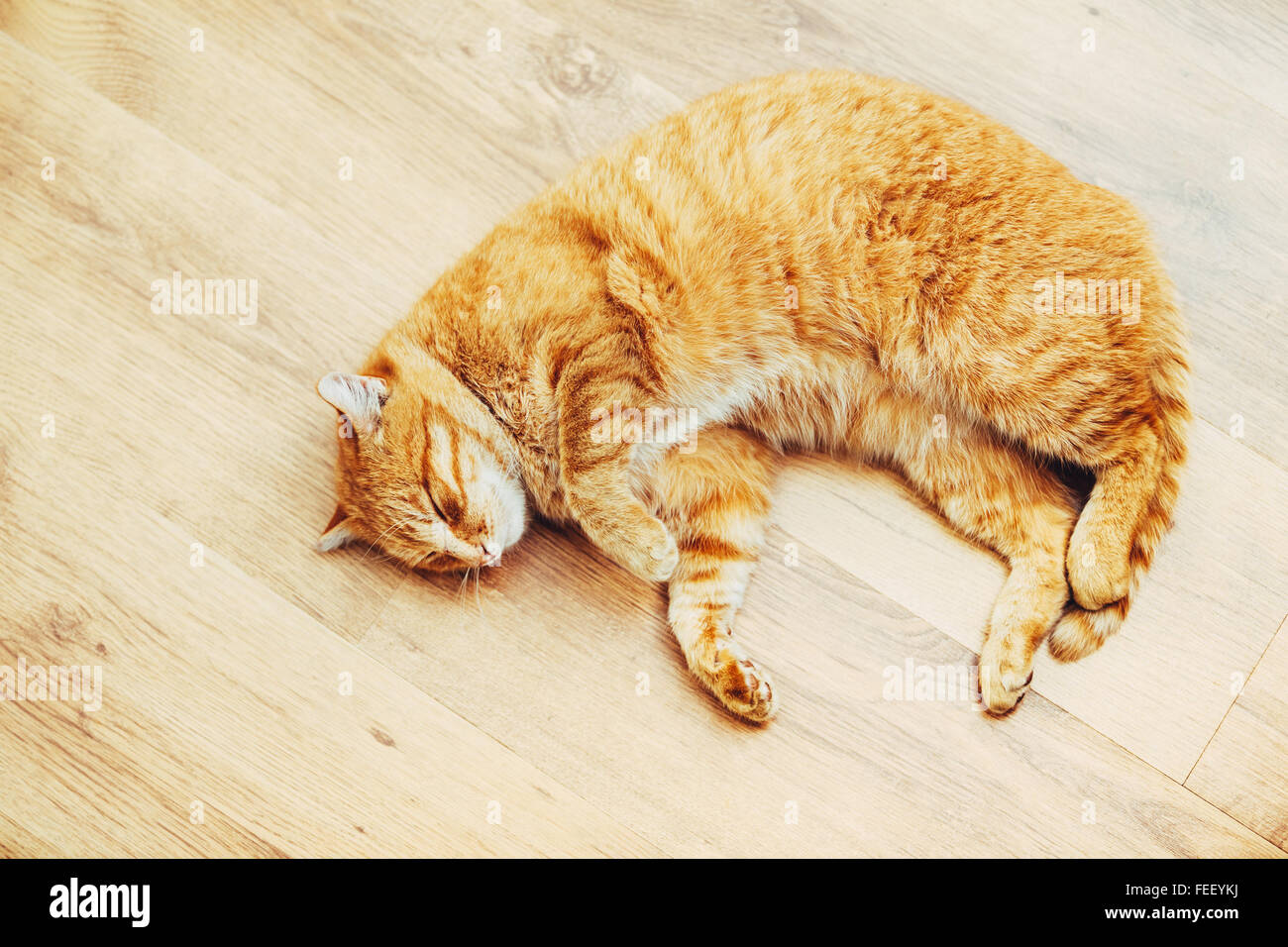 Tabby cat curled up sleeping hires stock photography and images Alamy