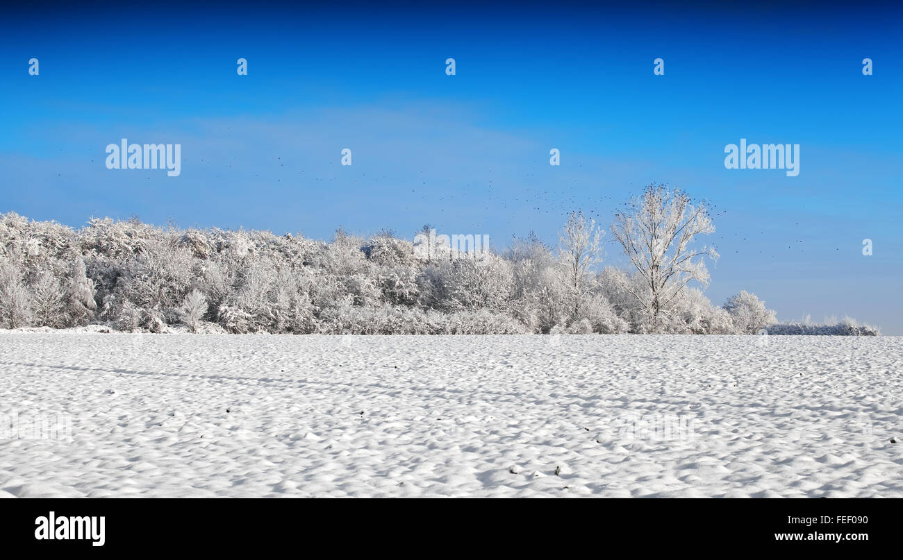 snow covered trees with a blue sky Stock Photo - Alamy