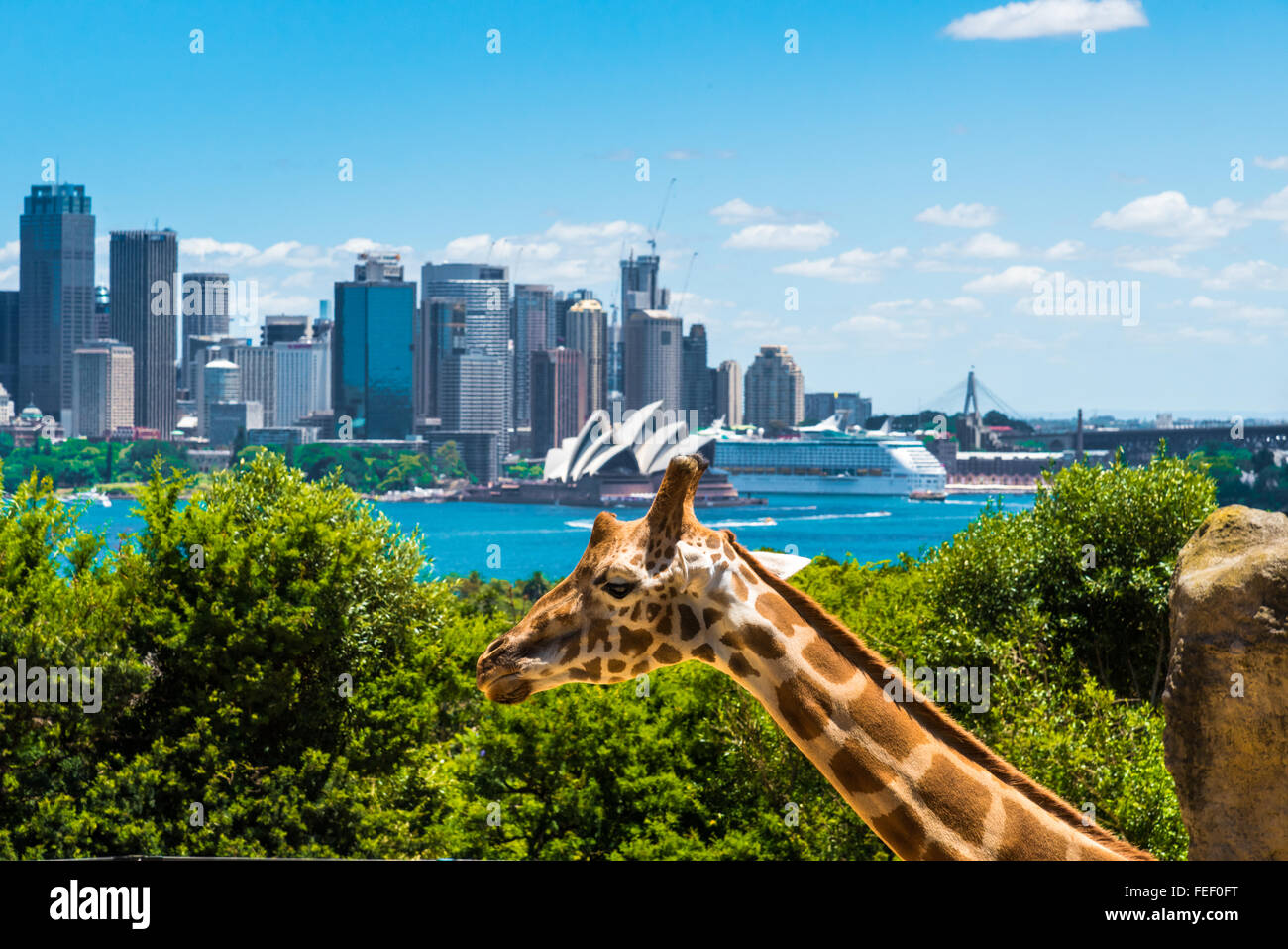Sydney zoo cable car hi-res stock photography and images - Alamy