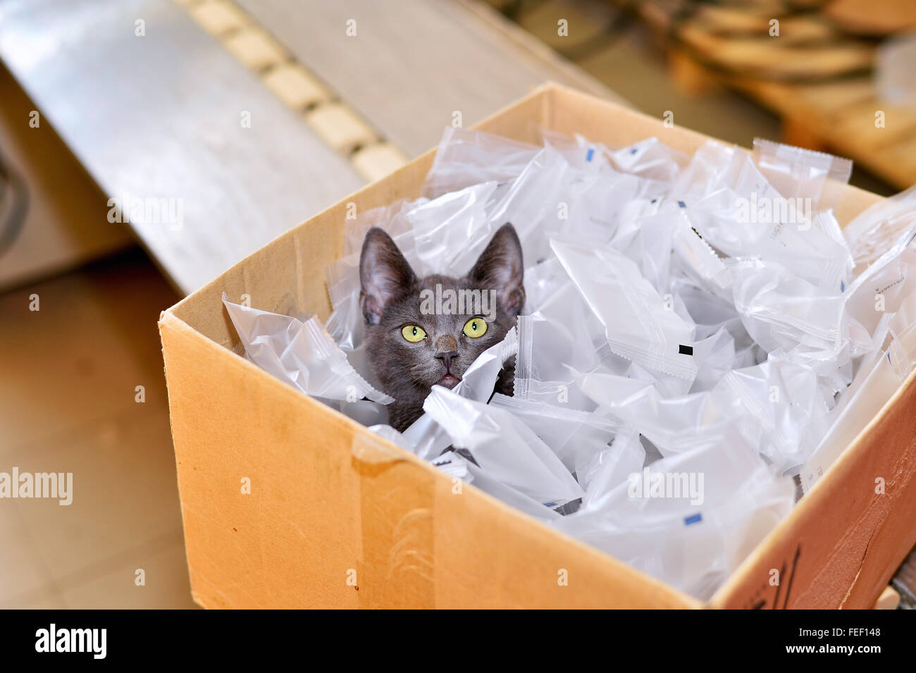 Homeless cat sitting in a cardboard box including plastic packaging in stock. Stock Photo