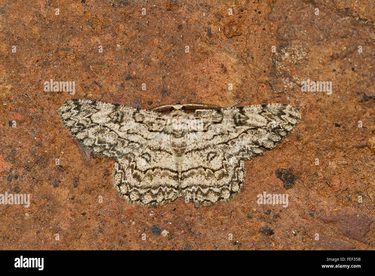 A species of Geometrid moth. Chorla village, Karnataka, India Stock Photo