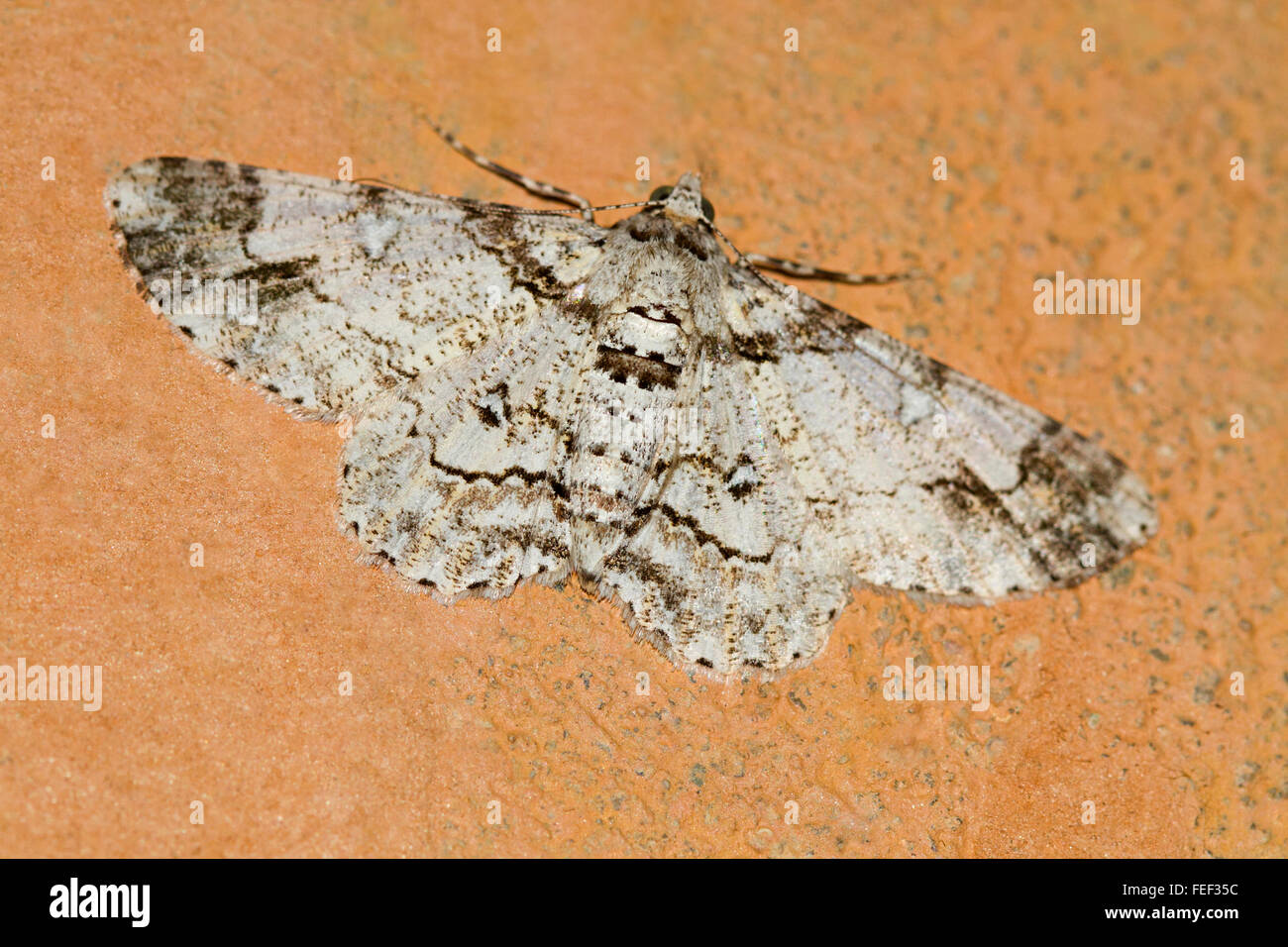 A species of geometrid moth. Virdi village, Maharashtra, India Stock Photo
