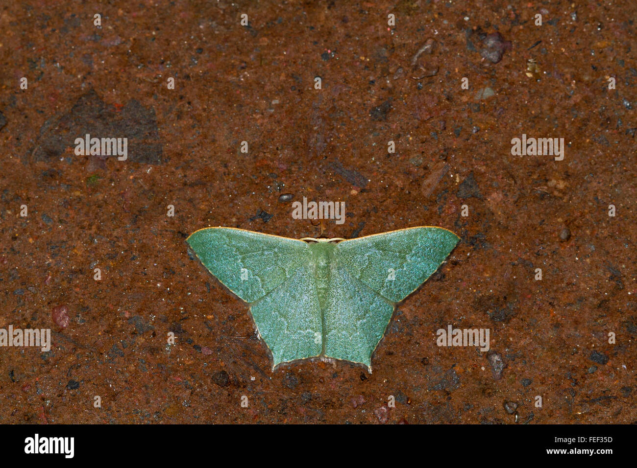 Unidentified moth. Chorla village, Karnataka, India Stock Photo