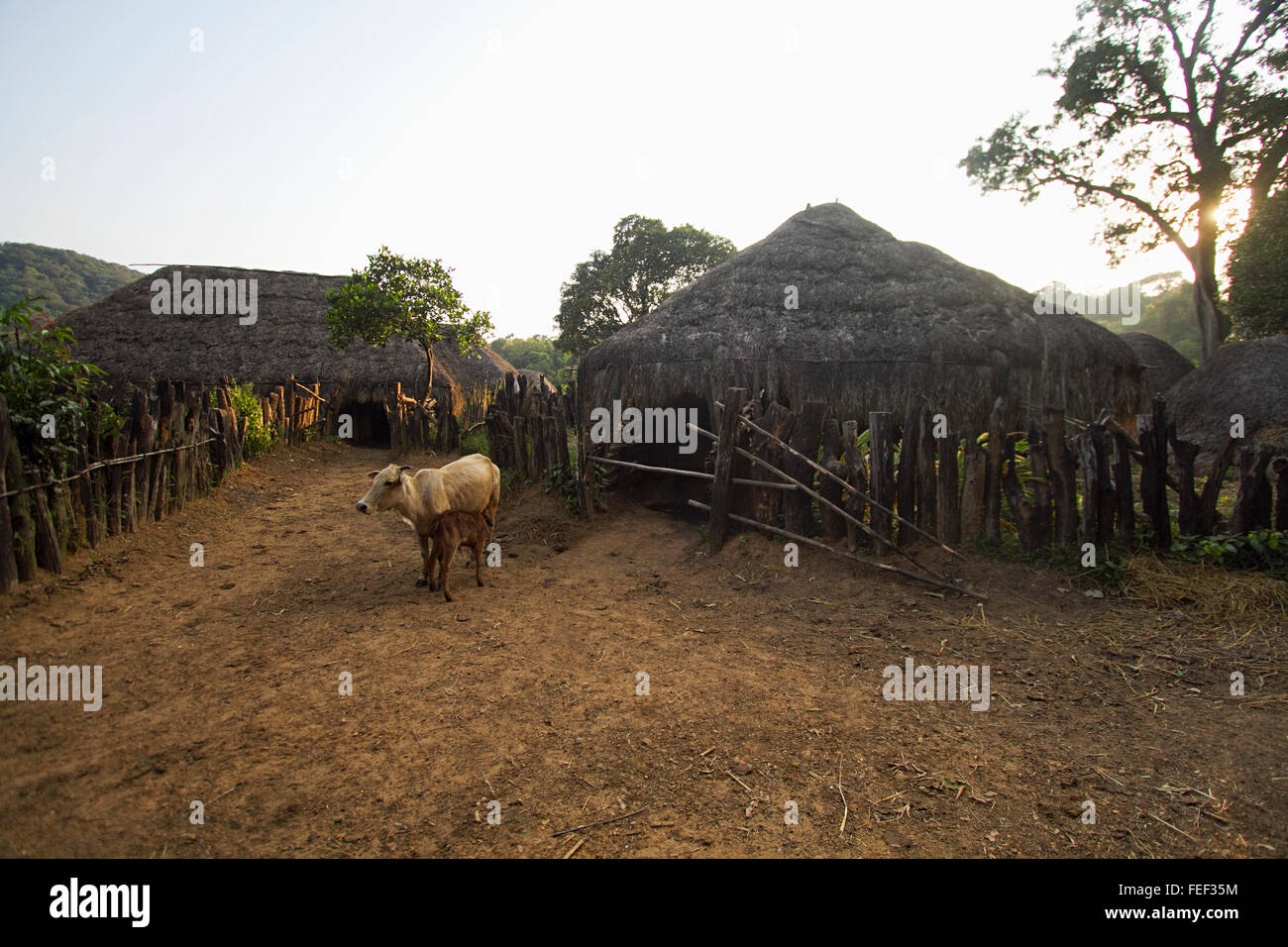 Community cow shed. Viral village, Dandei Tiger Reserve, Karnataka, India Stock Photo