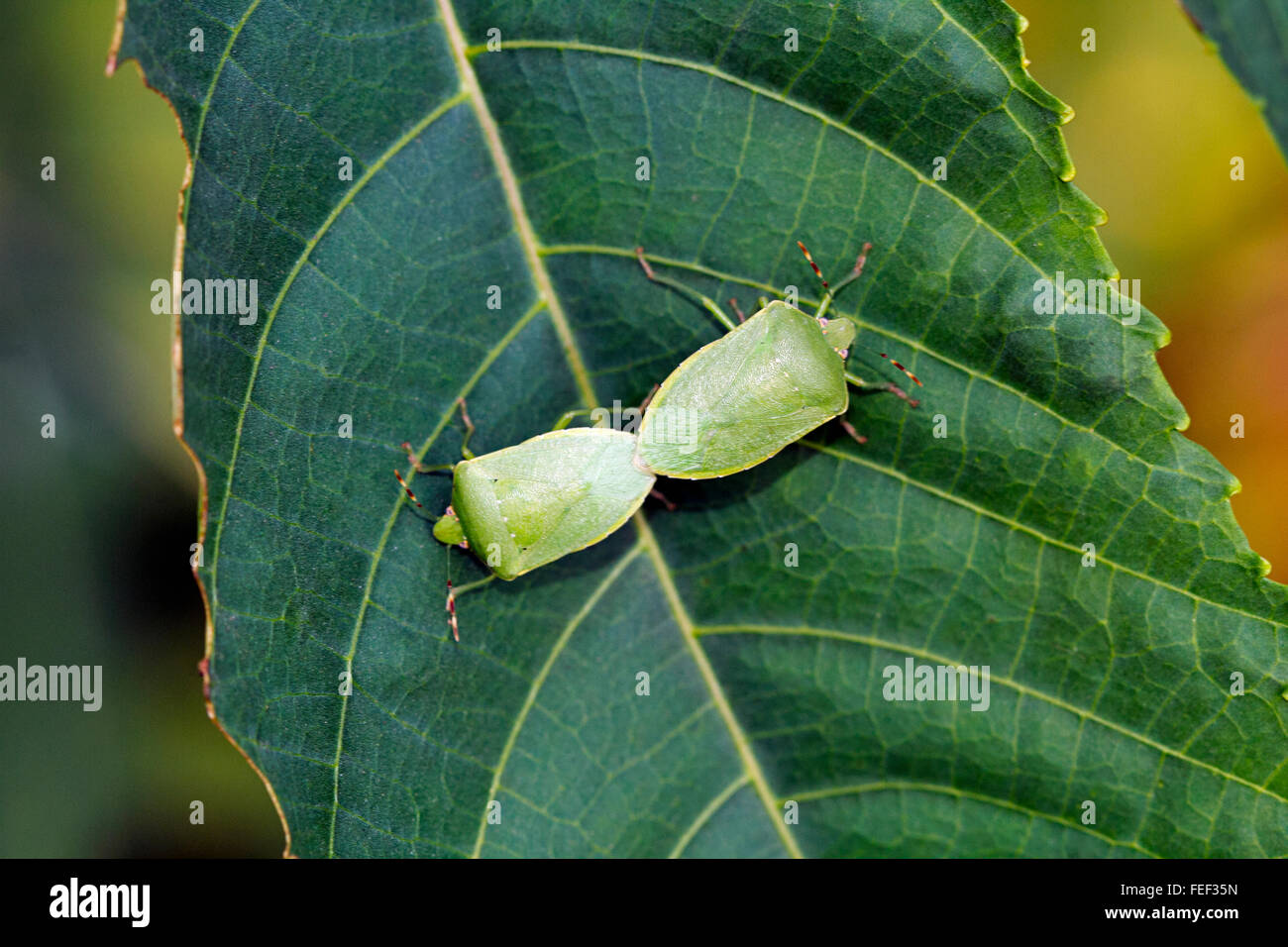 Green shield bug (Palomena prasina) mating. Anshi Dandeli Tiger Reserve, Karnataka, India Stock Photo