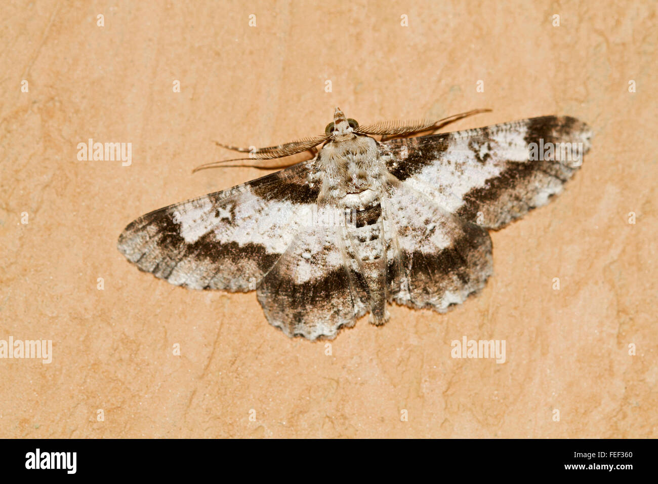 Geometrid moth species . Chorla village, Belgaum, Karnataka, India Stock Photo