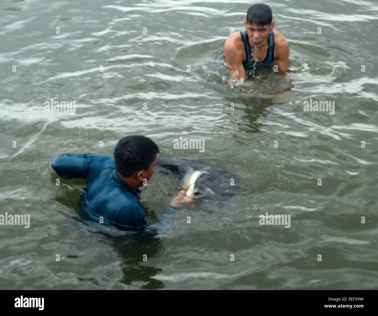 Filipino freediving fishermen look for tilapia along the coast of