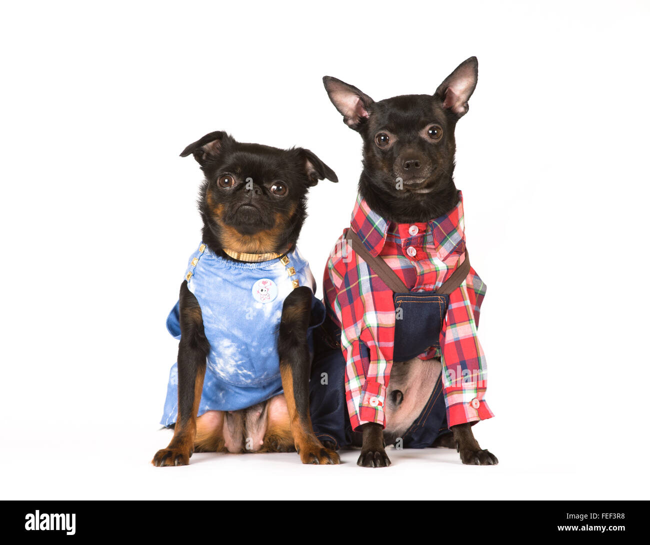 Cute dogs portrait in fashionable clothes on white background looking ...