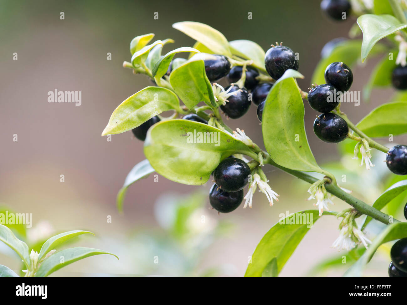 Sarcococca Confusa. Sweet box with flowers and berries in winter Stock Photo