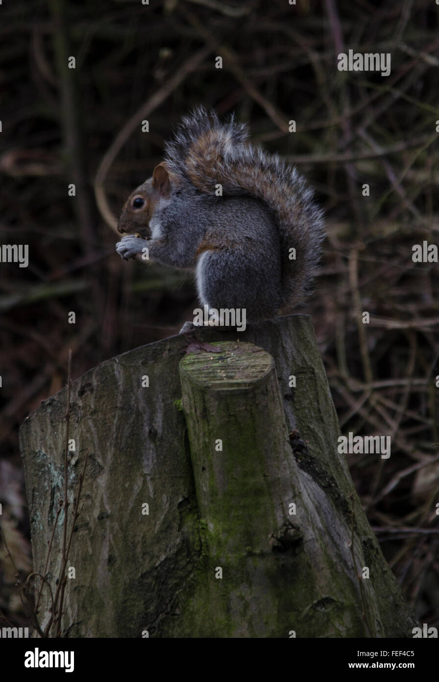 These are wild squirrels photographed totally in a natural surrounding Stock Photo