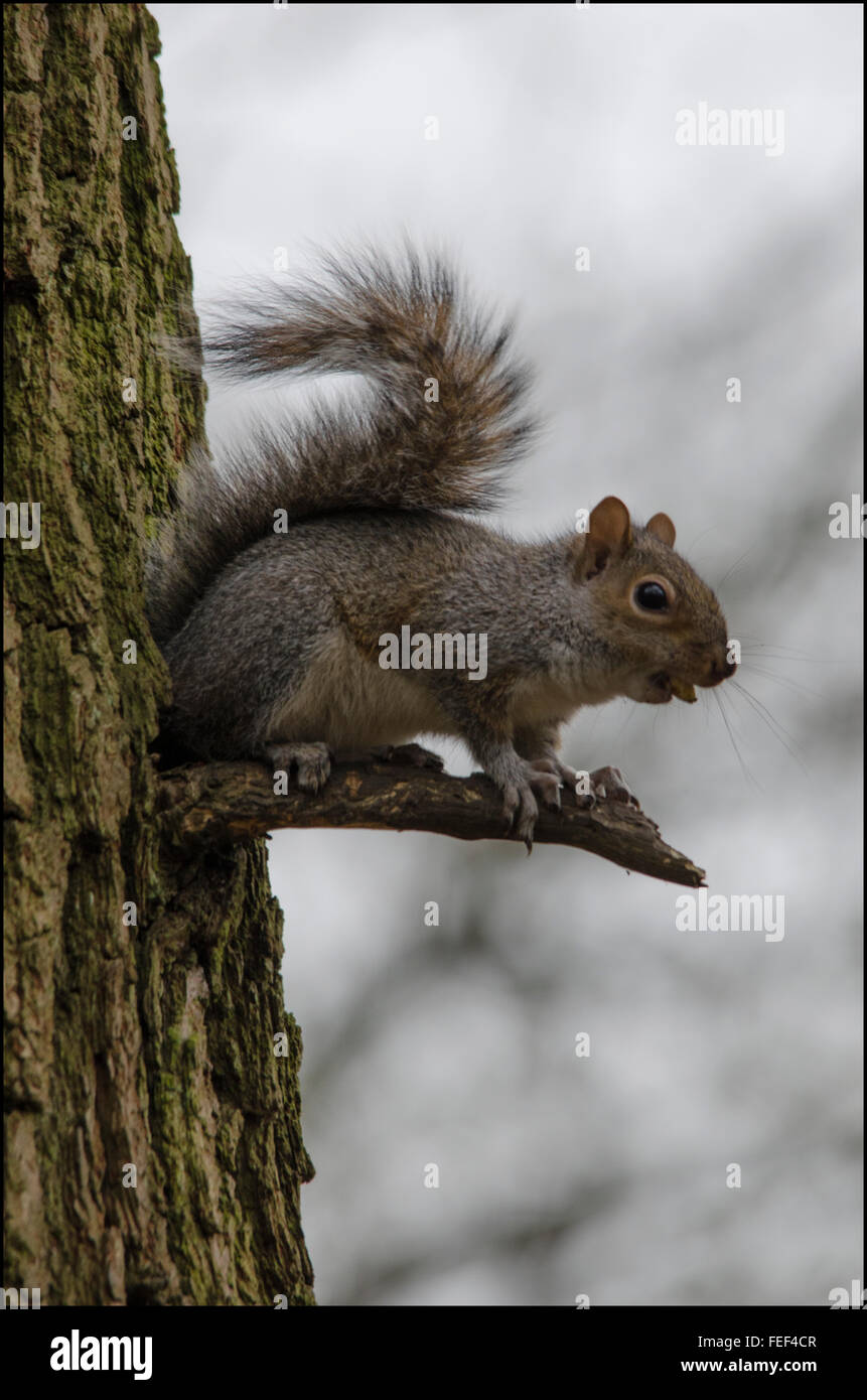 These are wild squirrels photographed totally in a natural surrounding Stock Photo