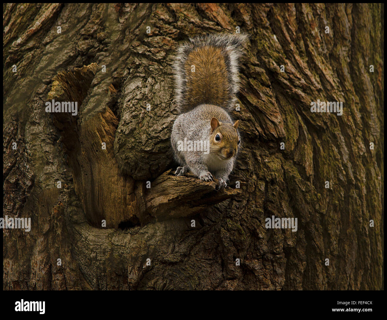 These are wild squirrels photographed totally in a natural surrounding Stock Photo
