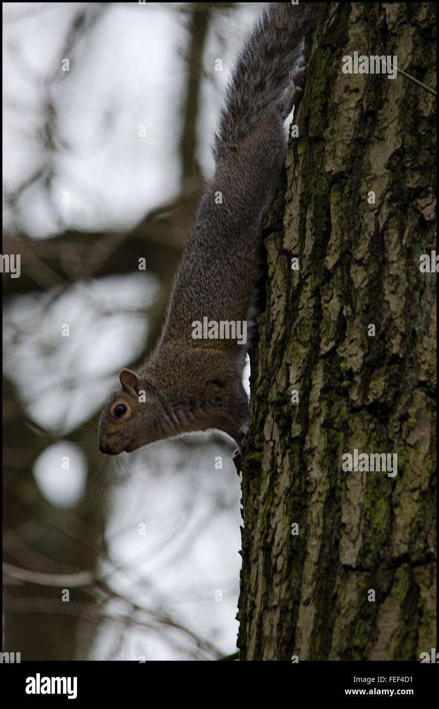 Wikd Squirrel These are wild squirrels photographed totally in a natural surrounding ...