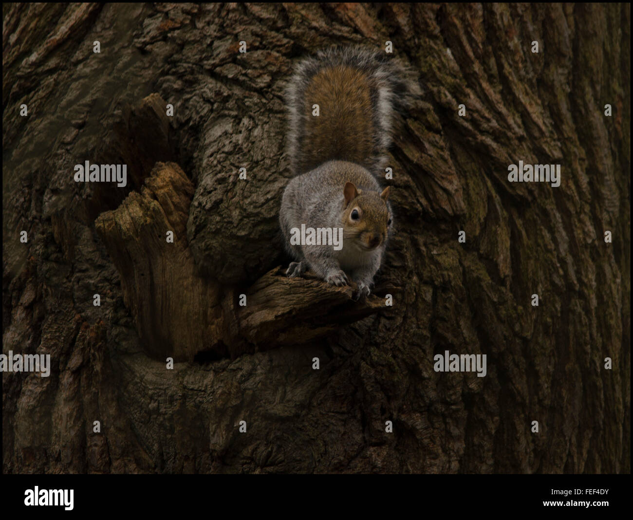 Wikd Squirrel These are wild squirrels photographed totally in a natural surrounding ...